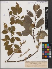 Foto von Salix caprea L.